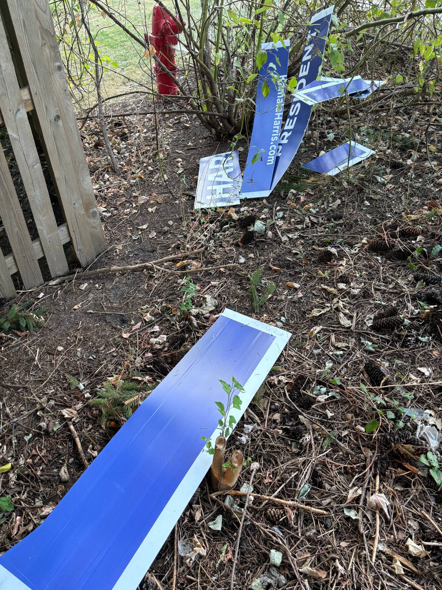 What is left of a Kamala Harris sign in Adam Gibbons's yard on Hill Road in Geneva Township. Someone climbed his fence, trampled a bush when they landed in his yard, and sliced his sign into strips – and also stole two other smaller signs.
