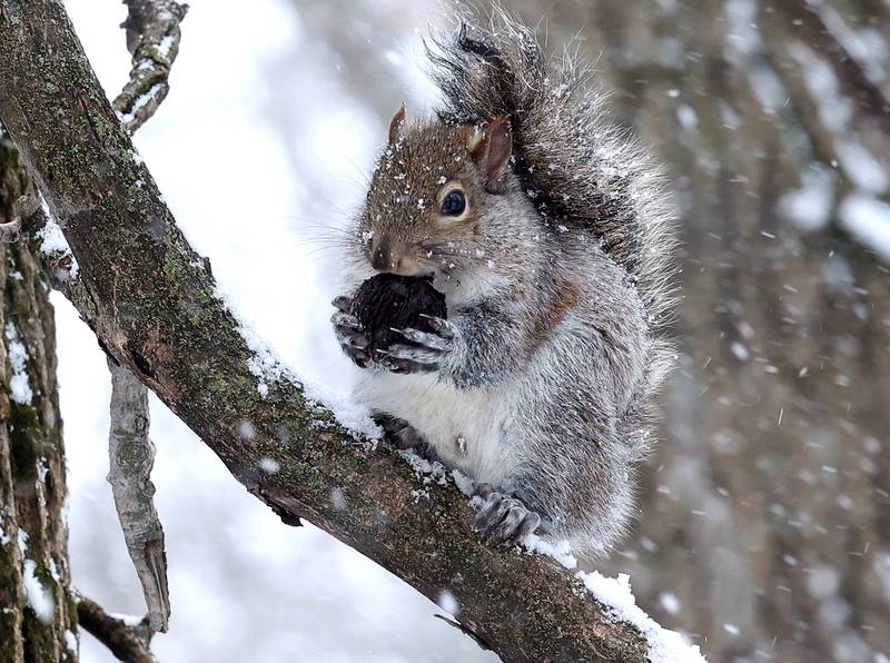 A squirrel enjoys a nut during the snow Saturday, Nov. 29, 2025, at County Farm Woods in DeKalb.