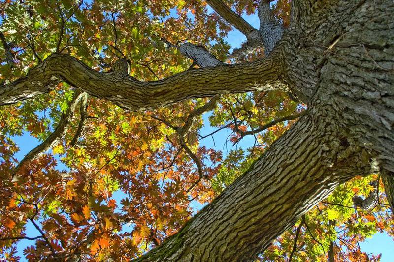 Ten species of trees in Illinois are facing the threat of extinction, according to a new survey. (Courtesy of Morton Arboretum)