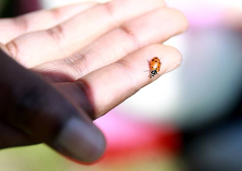 Chesterbrook Academy Preschool teacher Jola Lako holds a ladybug in celebration of Earth Day in Wheaton on Monday, April 22, 2024. Students released over 13,000 ladybugs throughout the schoolyard and back into the environment on plants, flowers and trees.