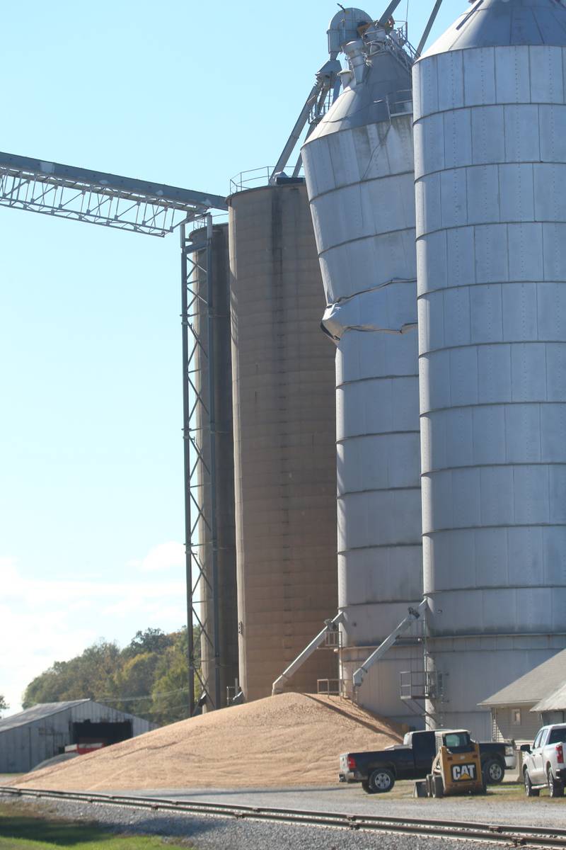 Grain pours out of a partial collapse silo at Rumbold & Kuhn Inc. on Tuesday, Oct. 15, 2024 in Putnam.