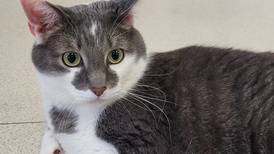 Easygoing cat ready to relax with forever family