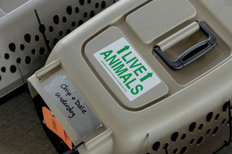 Dogs and cats rescued from the recent Texas Floods are crated up with destination labels and names given to them in Texas.  The animals were flow north on a Dog Is My CoPilot flight to the Aurora Municipal Airport on Thursday, Jul 24, 2025 in Sugar Grove.