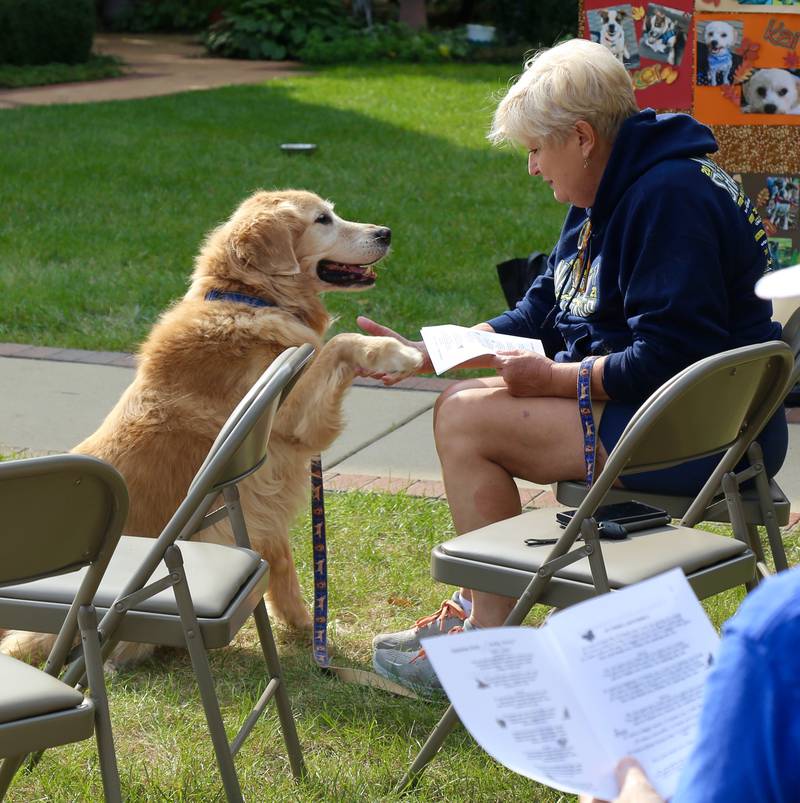Golden Retriever Casey paws at her owner, Barb Beshears of Lisle, during the Blessing of the Animals that was held at Geneva Lutheran Church on Saturday, Oct. 5, 2024.