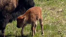 Baby bison born at Kane County forest preserve; 1st bison Mother’s Day in more than 200 years
