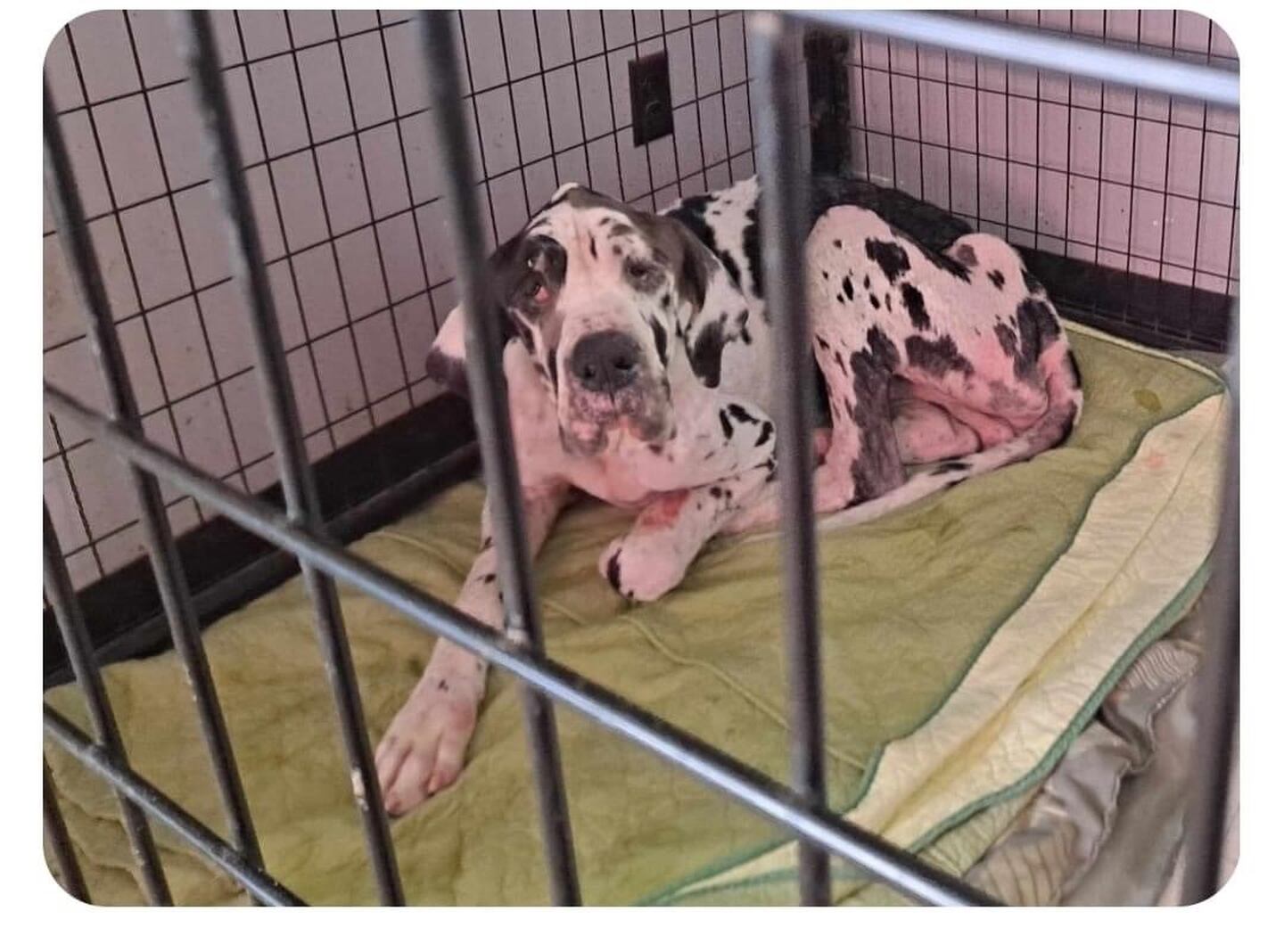 A 2 1/2 year-old male Great Dane was taken Sept. 5 by a volunteer to a veterinary office, where it was reported the dog was 25 pounds underweight and facing a serious flea infestation.