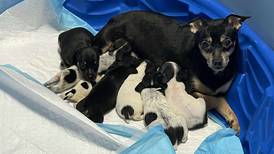 Dozens of dogs rescued from Wauconda home; owner charged with animal cruelty