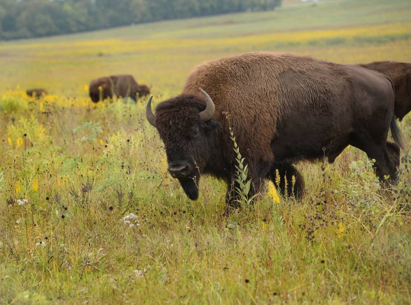 Bison tours were offered during the Nachusa Grassland's Autumn on the Prairie on Saturday, Sept. 16, 2023.