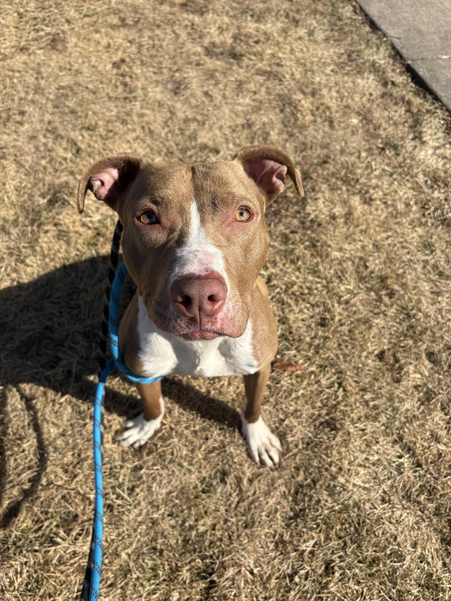 Miley is an 18-month old, 40-pound terrier that was found as a stray. She is sweet, loving, gentle, easy-to-handle, and enjoys being close to people. She loves to play and would do well in an attentive and active family. She gets along well with other dogs and doesn’t seem to mind cats. Miley needs a home where she can feel safe, loved, and part of the family. To meet Miley, email Dogadoption@nawsus.org. Visit nawsus.org.