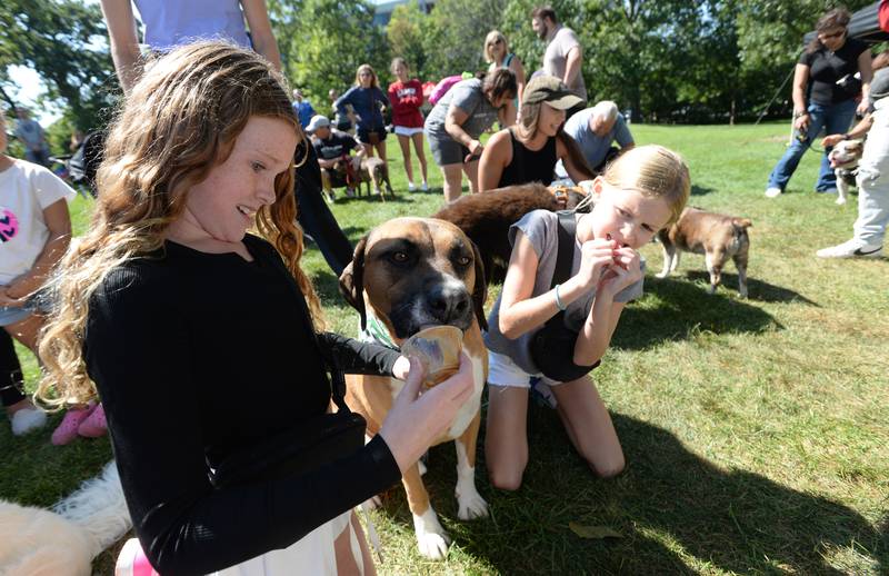 McKenna Neill of Downers Grove (left) and her sister Caroline intensely watch while their dog 'Bosworth' participates in the peanut butter eating contest during the Downers Grove Dog Daze event  Saturday, Sept. 9, 2023.