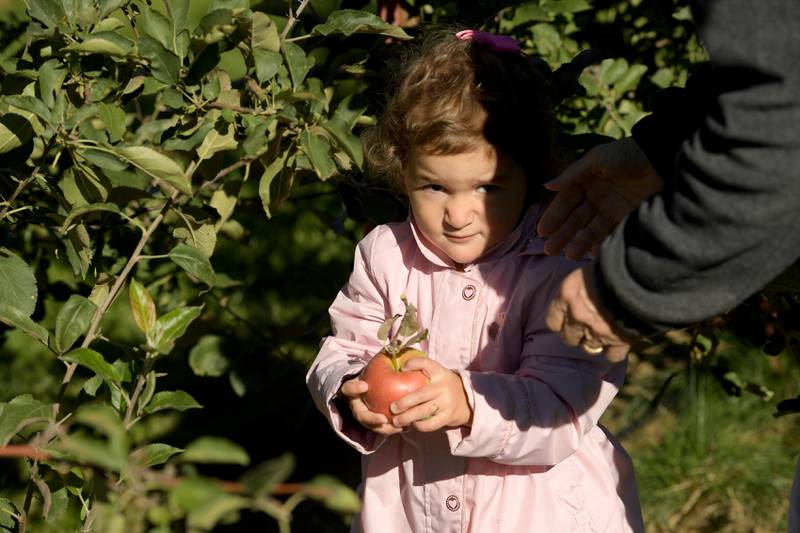 Lexie Ruschke, 2 picks apples at the Jonamac Orchard in Malta on Wednesday, Sept. 28, 2022.