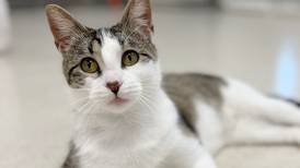 Playful young cat aims to bring fun to forever family