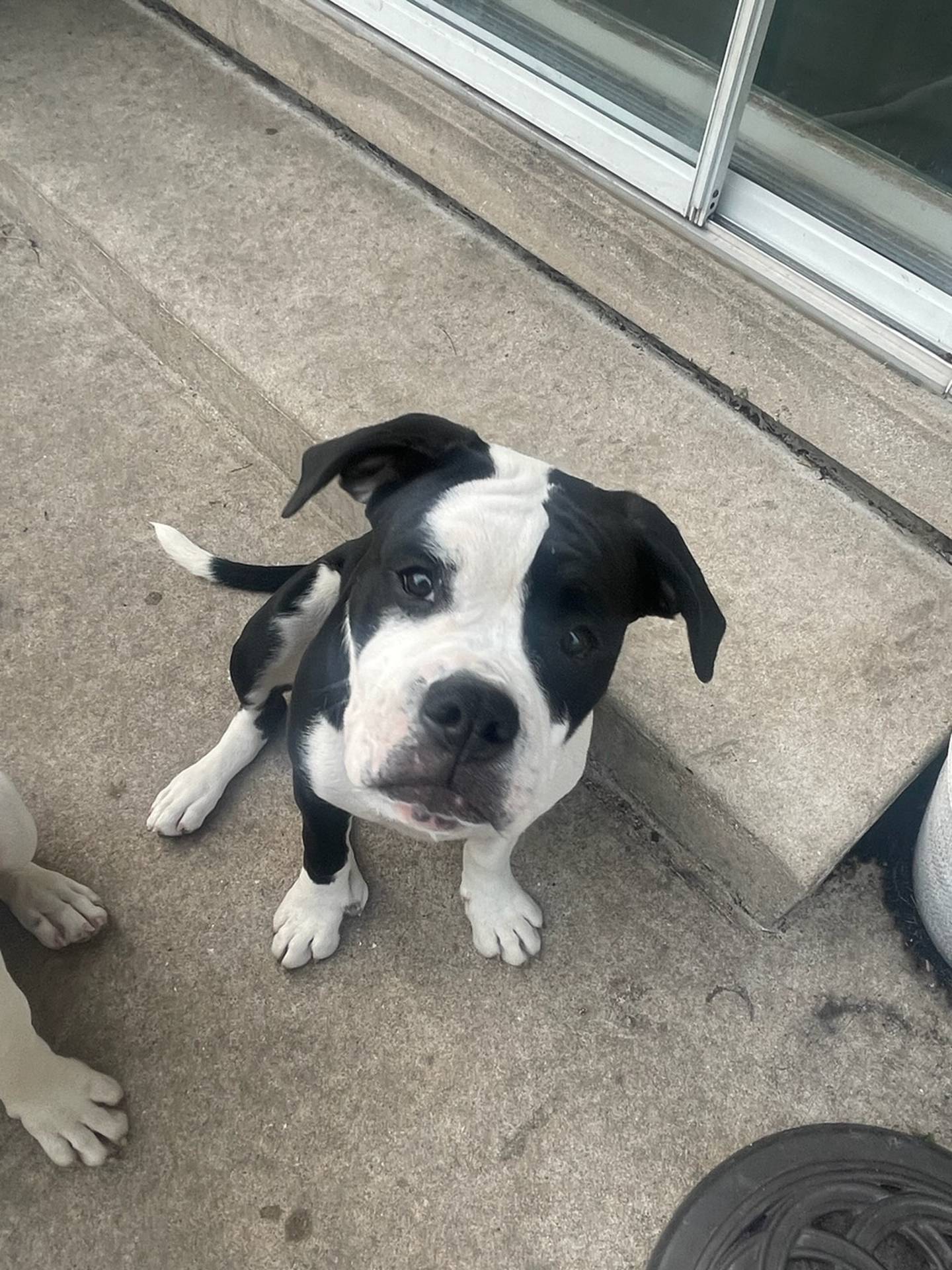 Soxie is a sweet 6-month-old American bulldog mix. She’s a little shy at first – once she is comfortable around new people, she is affectionate and loving. She loves toys and will entertain herself at times. She is crate-trained. To meet Soxie, email Victoria at victoria@nawsus.org.