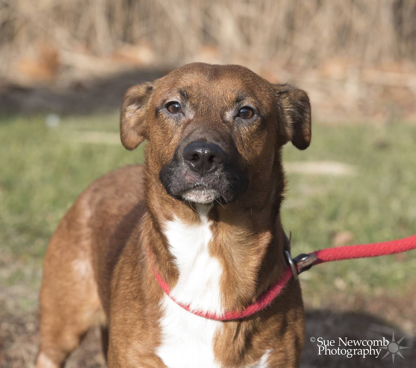 Oberon is a young hound/terrier who came from a hoarding situation. He had skin issues from fleas but is healing nicely. Obie is nervous and lacks social skills and needs a patient family to gain his trust. Contact the Will County Humane Society at willcountyhumane.com and follow the instructions for the adoption process.