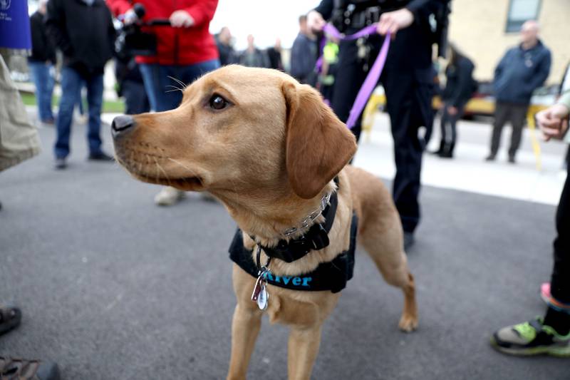River, the Batavia Police Department’s new 11-month-old comfort dog, meets the public with her handler, Officer Liz Webb, before being sworn in on Monday, April 21, 2025 during a Batavia City Council meeting.