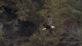 Eagle Watch Weekend returns to Starved Rock Country
