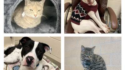 Morris Herald-News Pets of the Week: Feb. 6, 2023