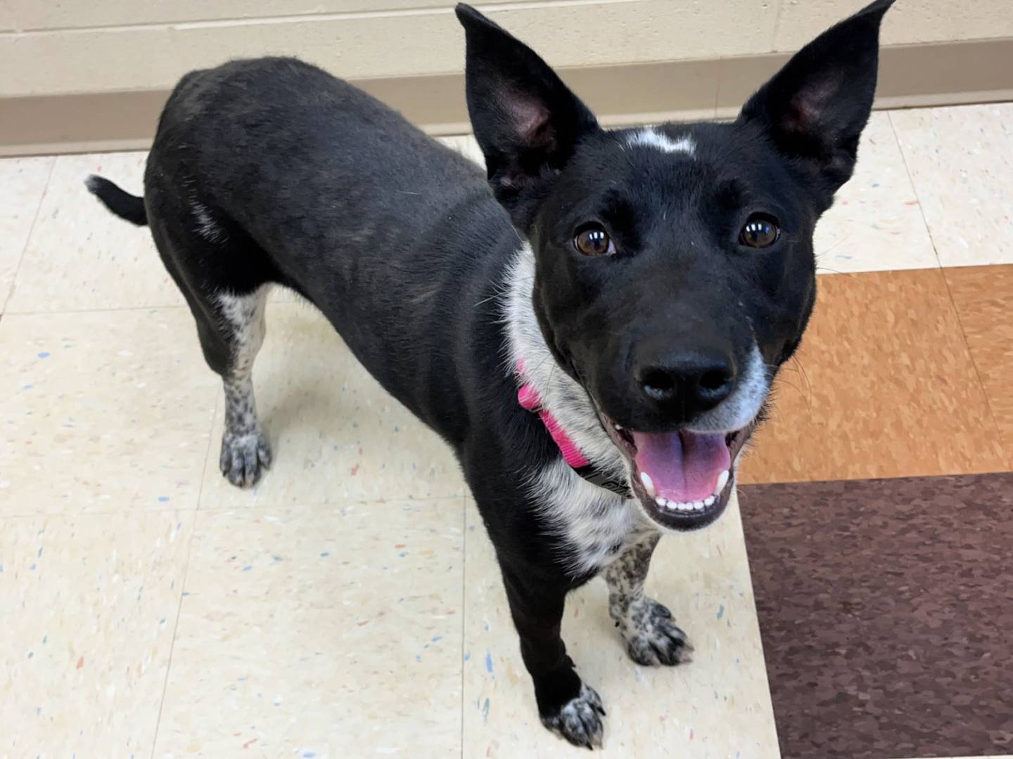 Nova is a spunky 1-year-old Australian cattle dog that loves people and wants to play, play, play. Nova needs an active family to take her on lots of walks and runs through the neighborhood. To meet Nova, call Joliet Township Animal Control at 815-725-0333.