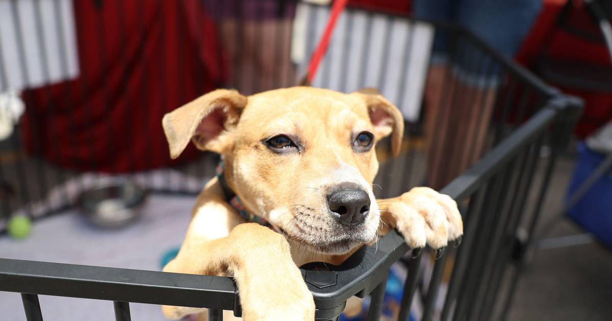 Free dog clinic in Bolingbrook on Saturday Shaw Local