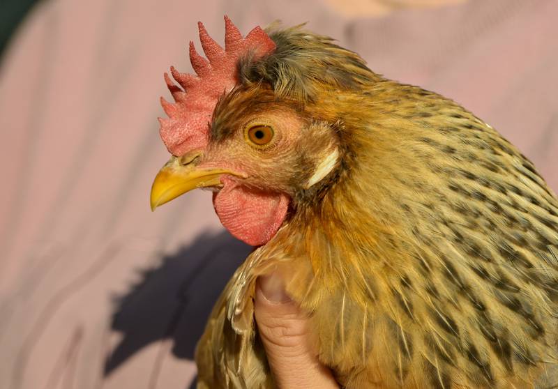 “Olly” the chicken participated in the annual pet blessing service at Geneva Lutheran Church on Saturday, Oct 4, 2025 in Geneva.