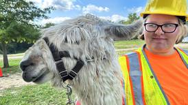 New 4-H Club in Ogle County offers kids a chance to care for a llama, without owning one