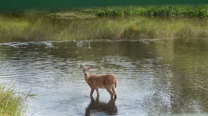 A deer stands in Franklin Creek at the Nachusa Grasslands's Jay Meiners Wetland on Saturday, Sept. 20, 2025.