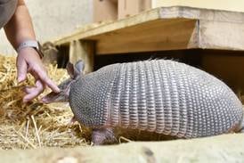 Down the Garden Path: Armadillos, the ‘Little Armored Ones’