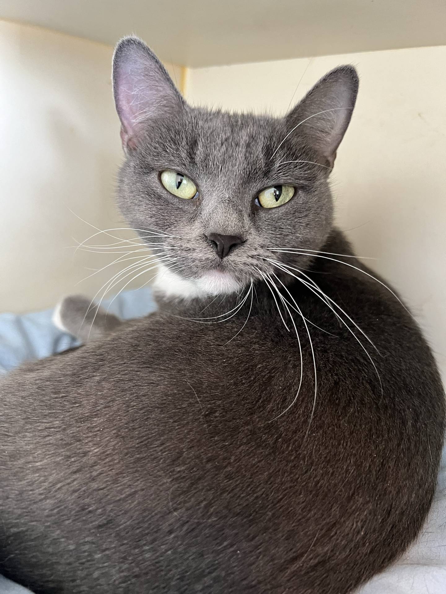 Wildflower is a 2-year-old domestic shorthair that was found as a stray with her kitten. Her kitten has since been adopted. Wildflower is calm, quiet, gentle and affectionate.  She loves pets and chin scratches and will be a wonderful companion. To meet Wildflower, email Catadoptions@nawsus.org. Visit nawsus.org.