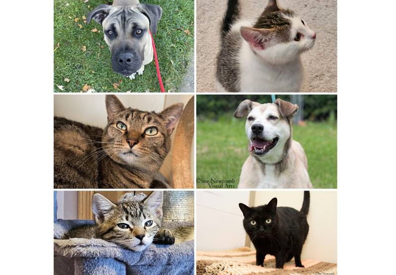 The Herald-News presents this week’s Pets of the Week. Read the description of each pet to find out about it, including where it can be adopted in Will County.