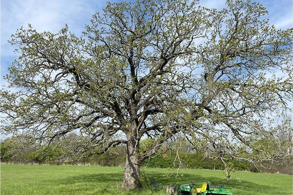 From backyard to forest preserve: A true family tree lives on  