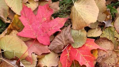 What’s Happening in Batavia? Fall brush pickup begins Oct. 13
