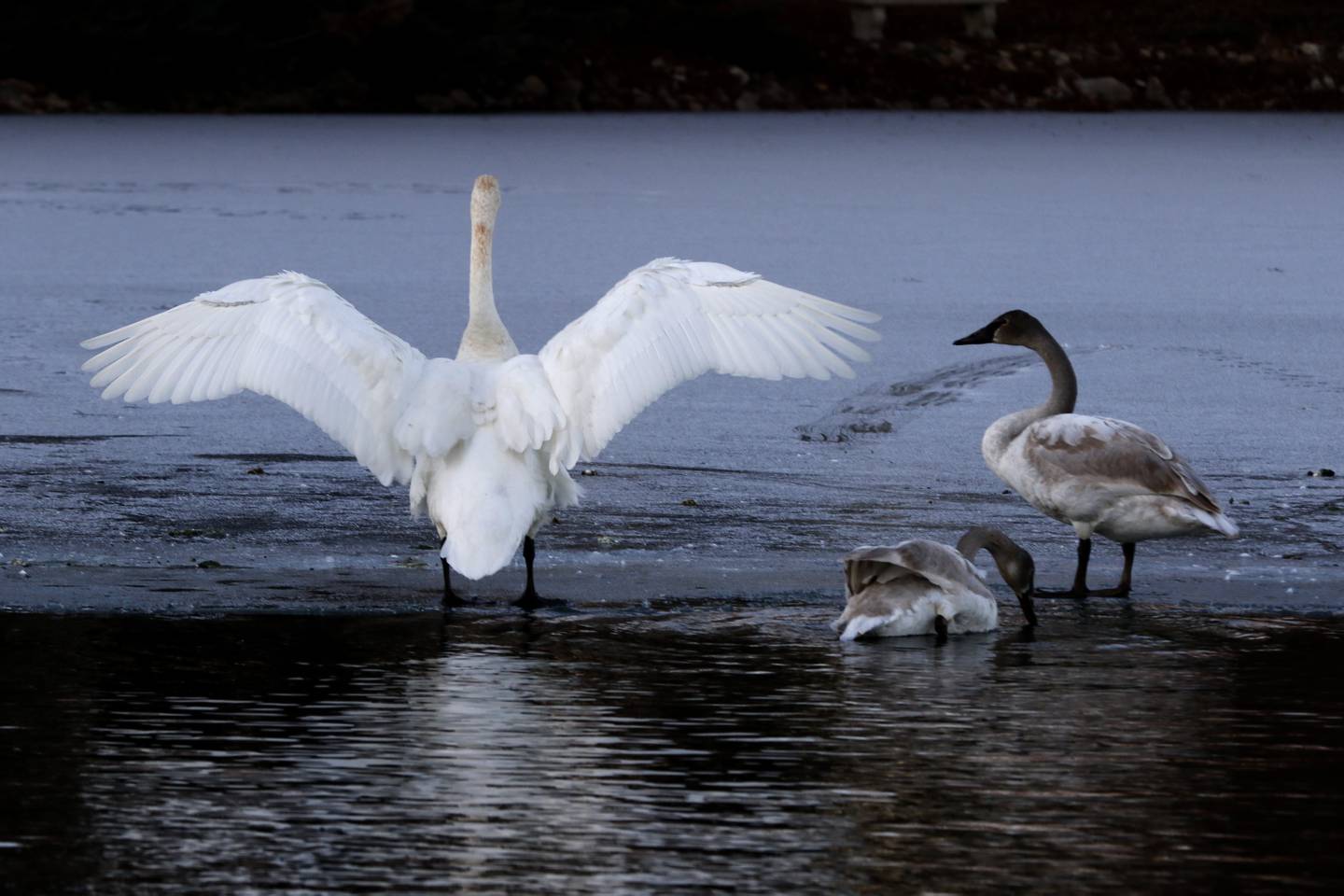 Trumpeter swans gather on Monday, Dec. 2, 2024, at Somerset Manor near Harvard. In 1985, Henri Giugni and his wife, June, brought in four pairs of native trumpeter swans and now up to 100 trumpeter swans return every winter to their Harvard-area property.