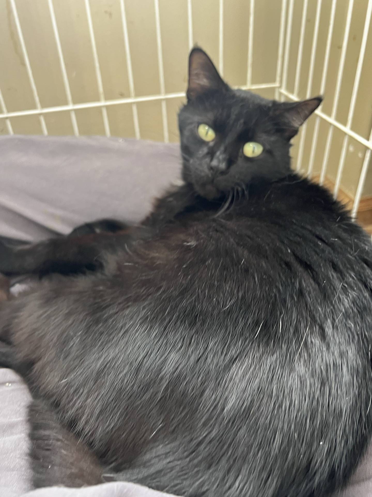 Dr. Dakota is a 6-year-old domestic shorthair that was rescued in southern Illinois. He needs a safe and loving forever home. He was nervous in the busy rescue setting initially but has developed some trust and shown his gentle personality. He now likes pets and attention. He also loves to sit in the window and watch the outside world. Once he gets to know someone, he is affectionate and wants a lot of love. To meet Dr. Dakota, email Catadoptions@nawsus.org to meet him. Visit nawus.org.