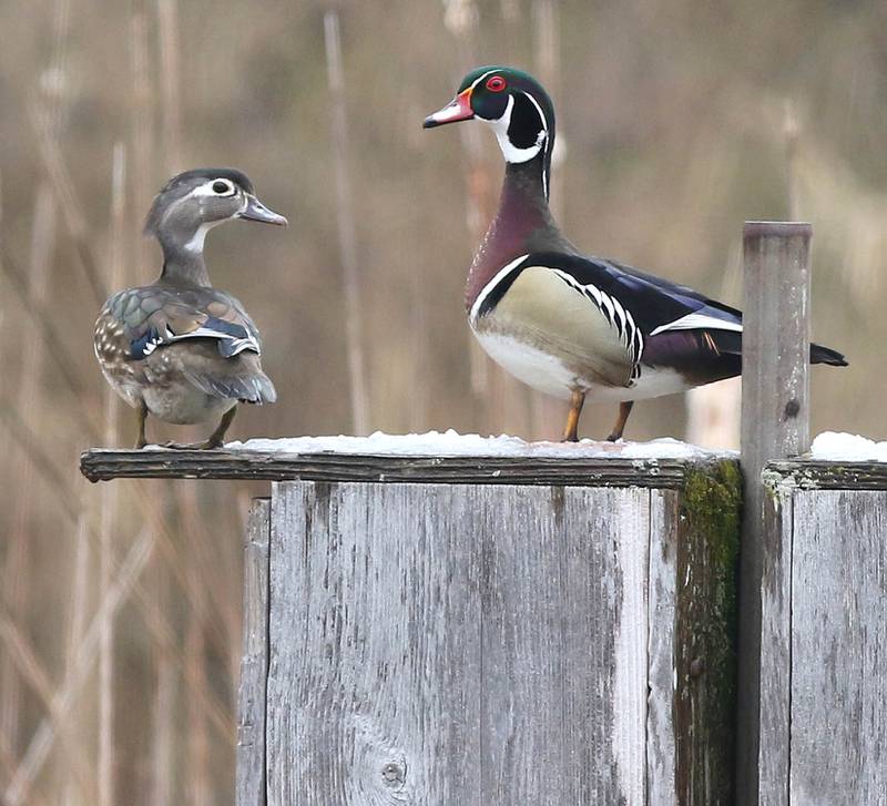 A female (left) and male wood duck stand on their snow covered nesting box Monday, April 18, 2022, at Shabbona Lake State Park after a spring snow fell in the late night hours of Easter Sunday into Monday morning.