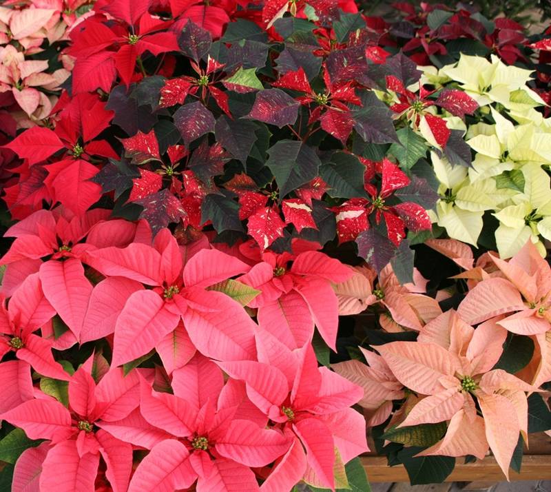 Countryside Flower Shop - Crystal Lake - Tips For Caring For Your Poinsettias This Holiday Season
