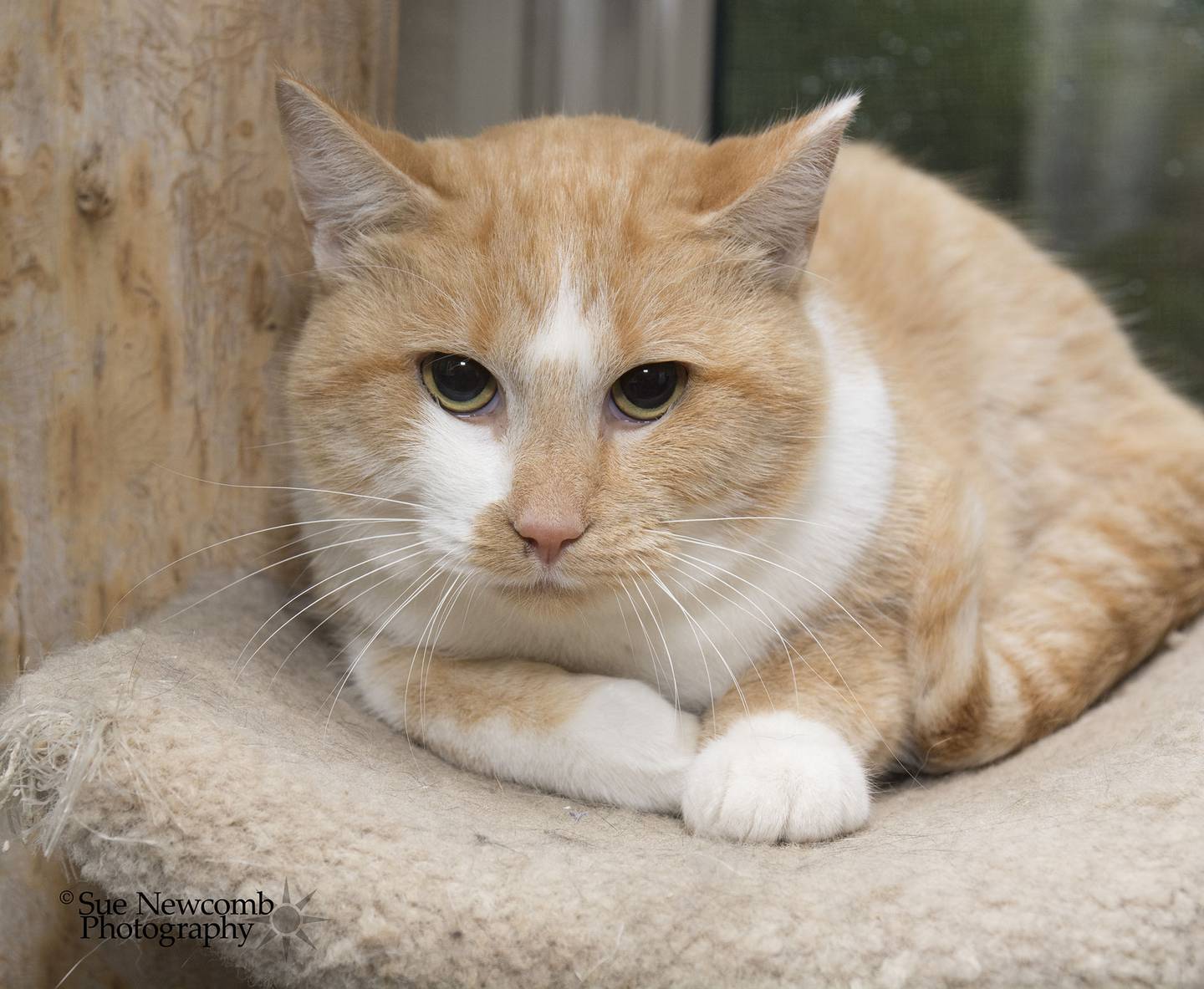 Thaddeus is a young domestic shorthair who is laid-back but a bit shy. He loves to lay in the cat trees and watch the birds outside. Contact the Will County Humane Society at willcountyhumane.com and follow the instructions for the adoption process.