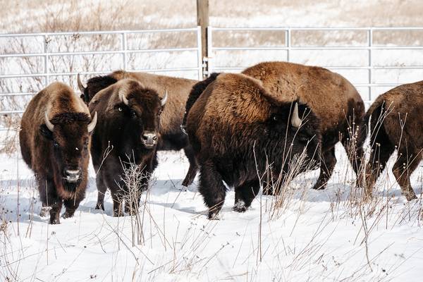 Listen: Kane County’s 5 most-read stories this week: Dec. 7-13