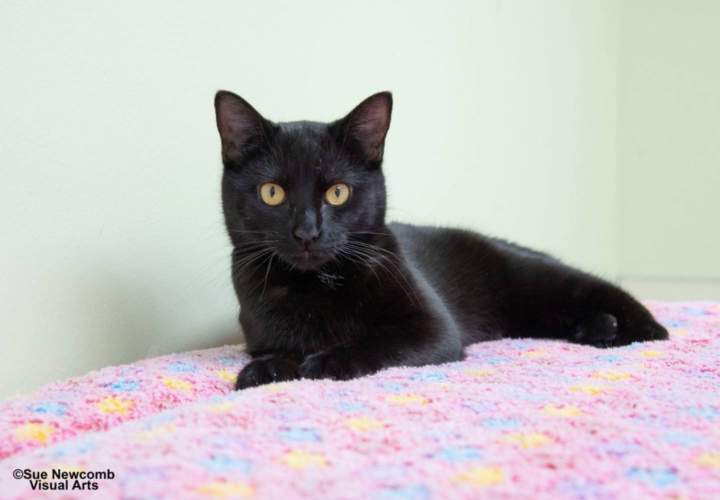 One-year-old Millie came to the humane society from local animal control. She’s a bit sassy but enjoys attention on her terms. She loves to run and play with toys. Millie needs a home without small children. Contact the Will County Humane Society at willcountyhumane.com and follow the instructions for the adoption process.