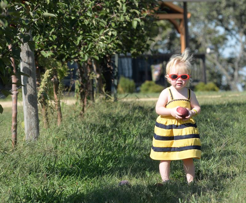 Frankie Hawker, 1, of Byron, was busy picking apples at BerryView Orchard, 7504 W. Midtown Road, Mt. Morris, with her sister, Remi, 4, mom Meg and grandma Misty on Saturday, Sept. 27, 2025. The orchard was one of the stops on the sixth annual Back Roads Market.
