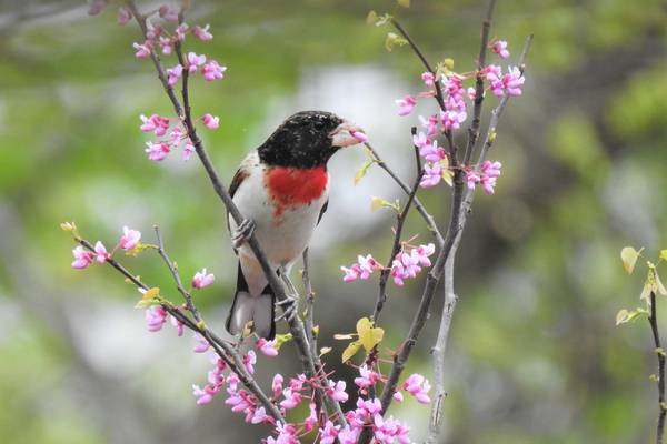 Celebrate mom and have coffee while bird watching at Will County forest preserves