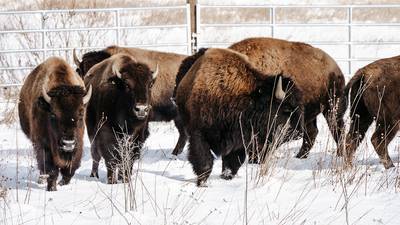 Listen: Kane County’s 5 most-read stories this week: Dec. 7-13