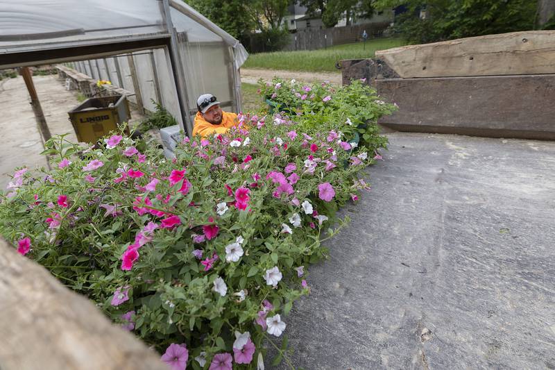 Everett Dearing loads up baskets of petunias in the back of a Dixon city truck Tuesday, May 27, 2025. Workers picked up the flowers from Nichol’s Greenhouse to put them on the poles around town.