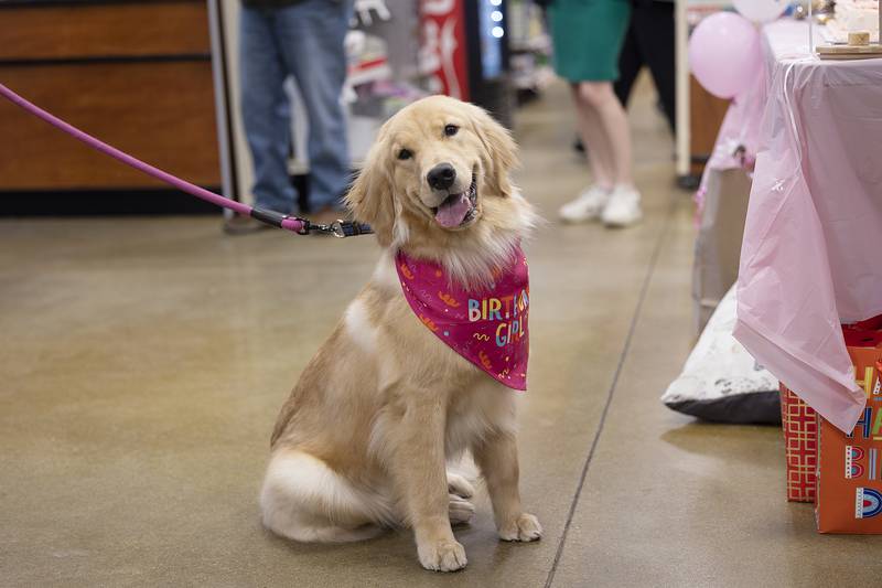 Millie, the new Sterling PD comfort dog, was celebrated with a birthday party Tuesday, Feb. 25, 2025, at PetSmart in Sterling. The one-year-old visited with friends, snacked on treats and received lots of pets and love.