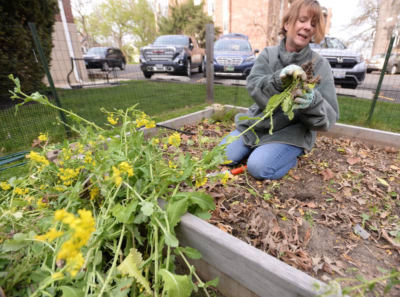 Photos Earth Day clean up in Downers Grove Shaw Local