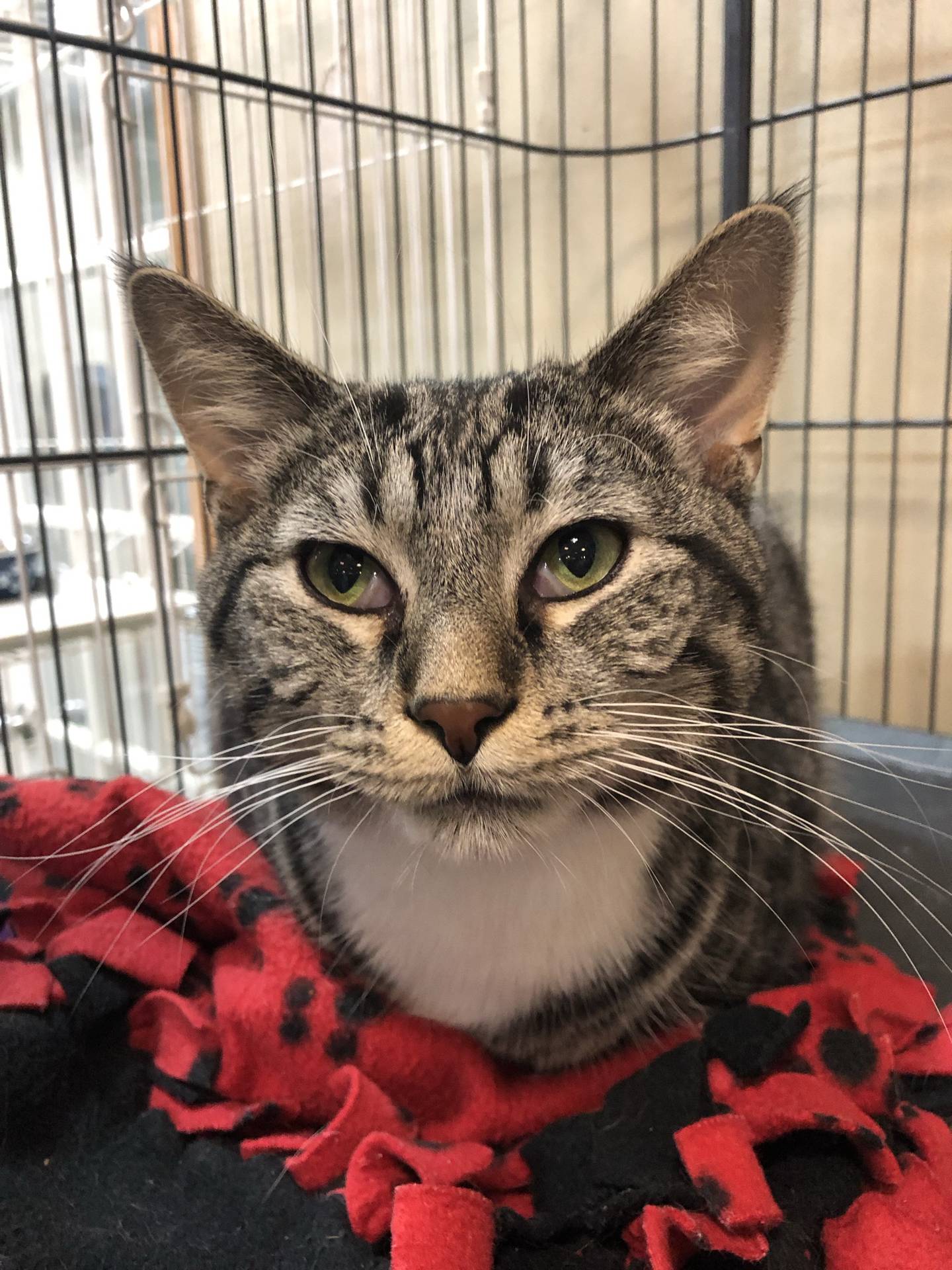 Jasper is a 1-year-tabby with soft fur and impressive whiskers. He is a quiet and calm likes gentle pets and attention. Jasper can be reserved when nervous, and he needs a patient adopter that will encourage him to come out of his shell. To meet Jasper, email Catadoptions@nawsus.org. Visit nawsus.org.