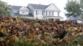 Kankakee extends leaf pickup service