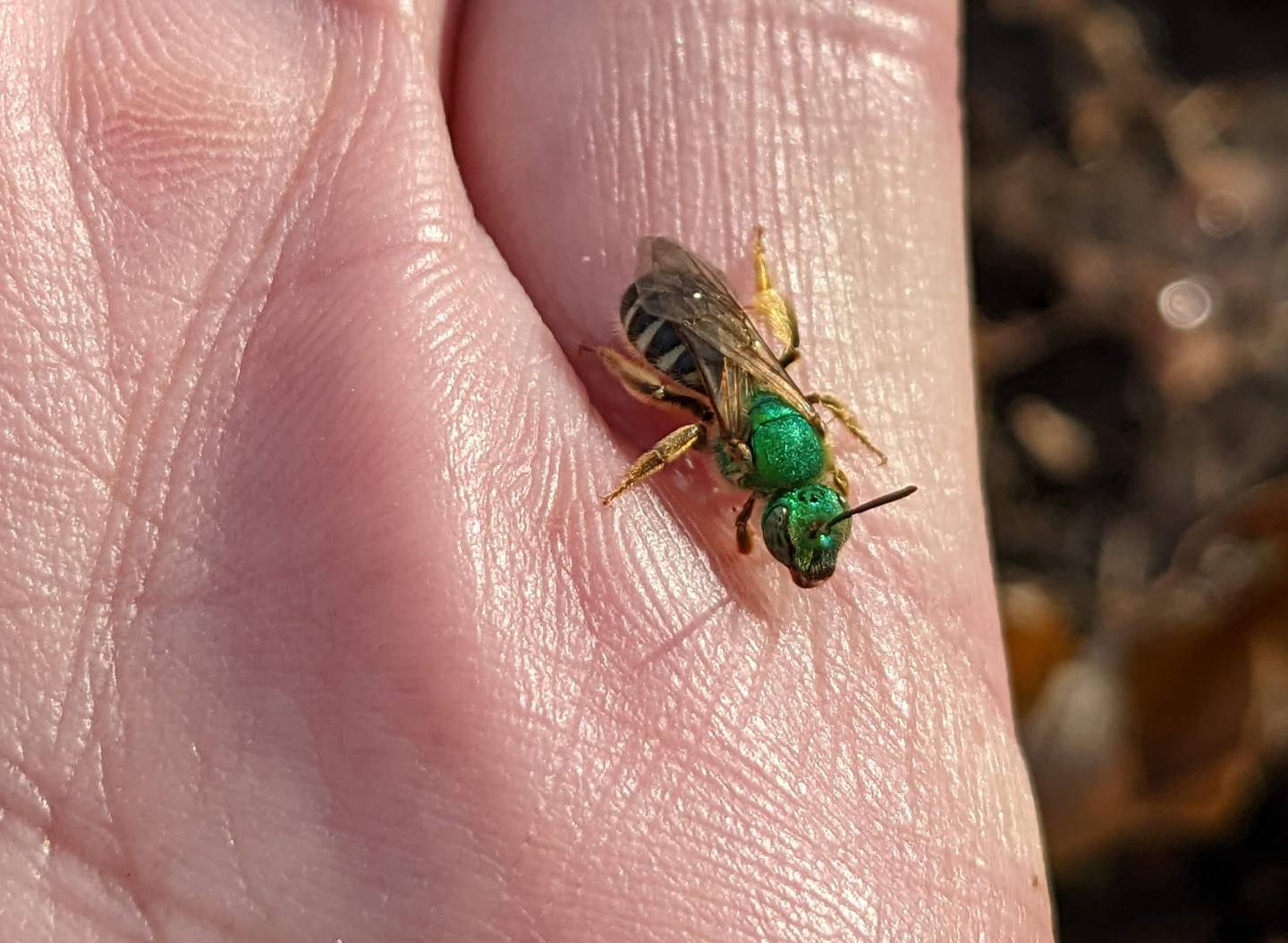 People can observe a wide variety of native bees without fear of being stung.