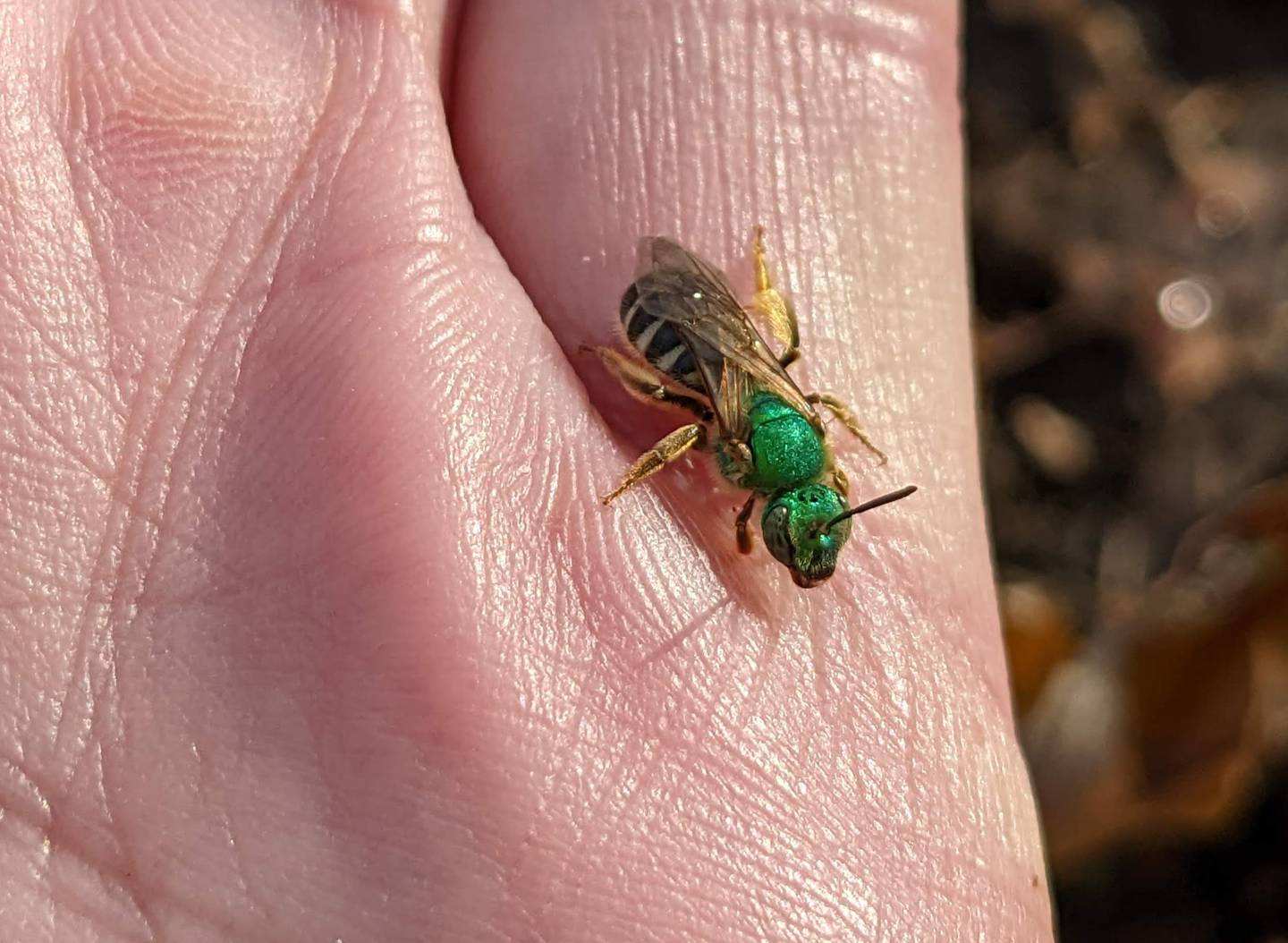 People can observe a wide variety of native bees without fear of being stung.