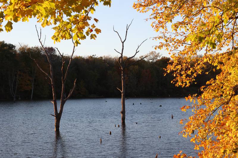Dead standing timber in Shabbona Lake is a stark contrast to the fall trees Tuesday, Oct. 22, 2024, at Shabbona Lake State Park.