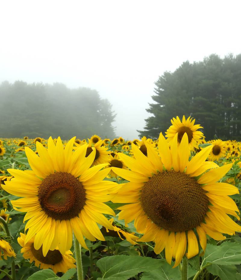 Sunflowers stand out from the fog Monday, July 22, 2024, in a field at Shabbona Lake State Recreation Area in Shabbona Township.